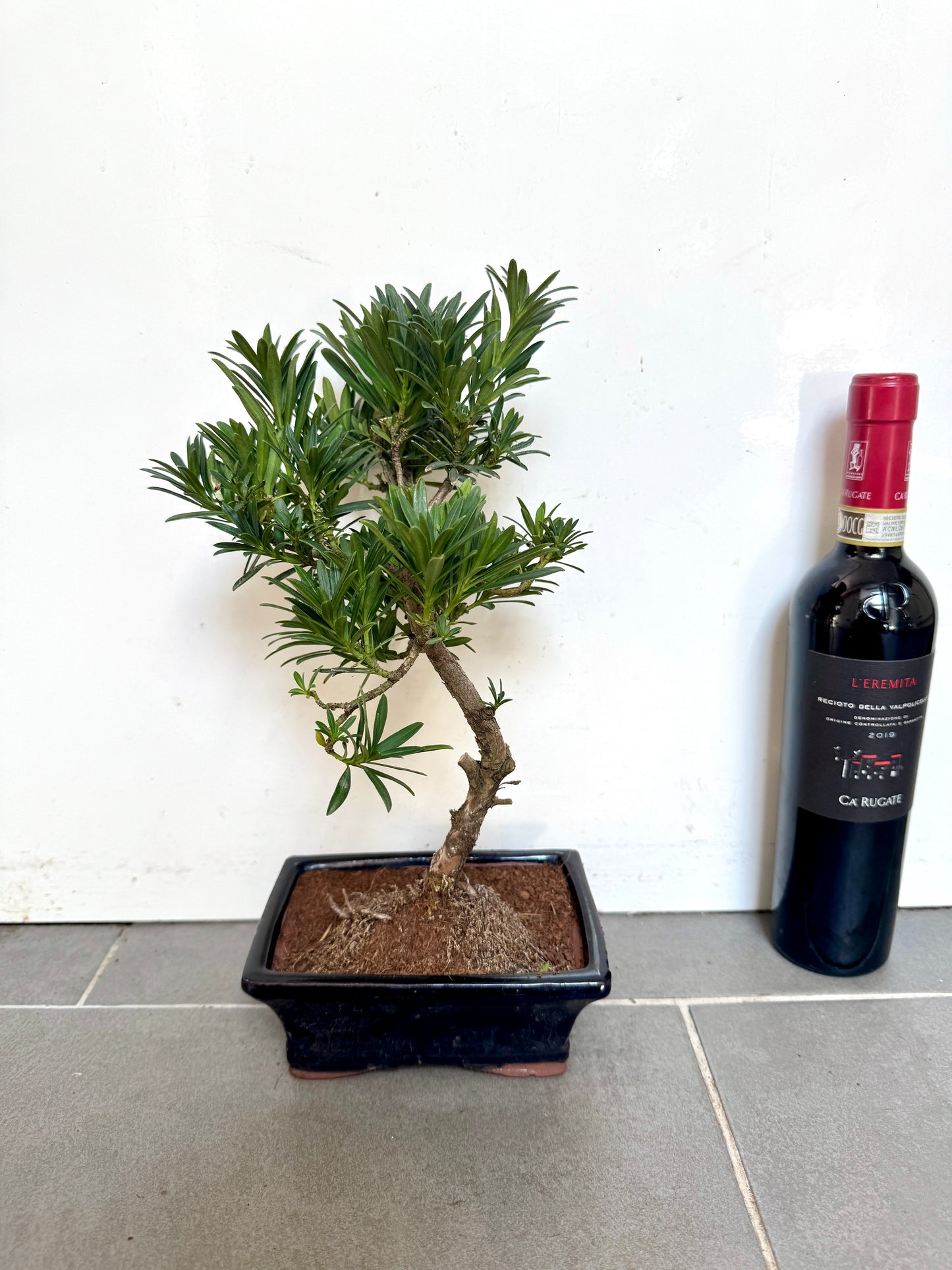 30cm Pine Bonsai Tree