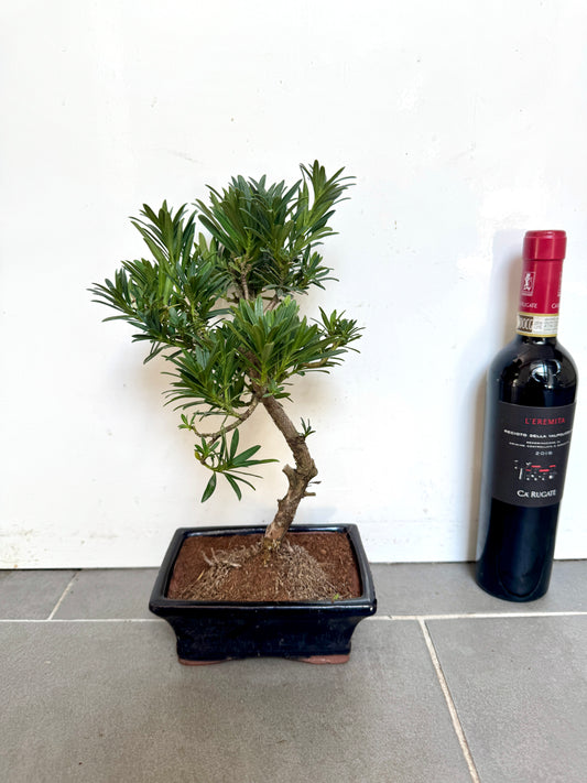 30cm Pine Bonsai Tree
