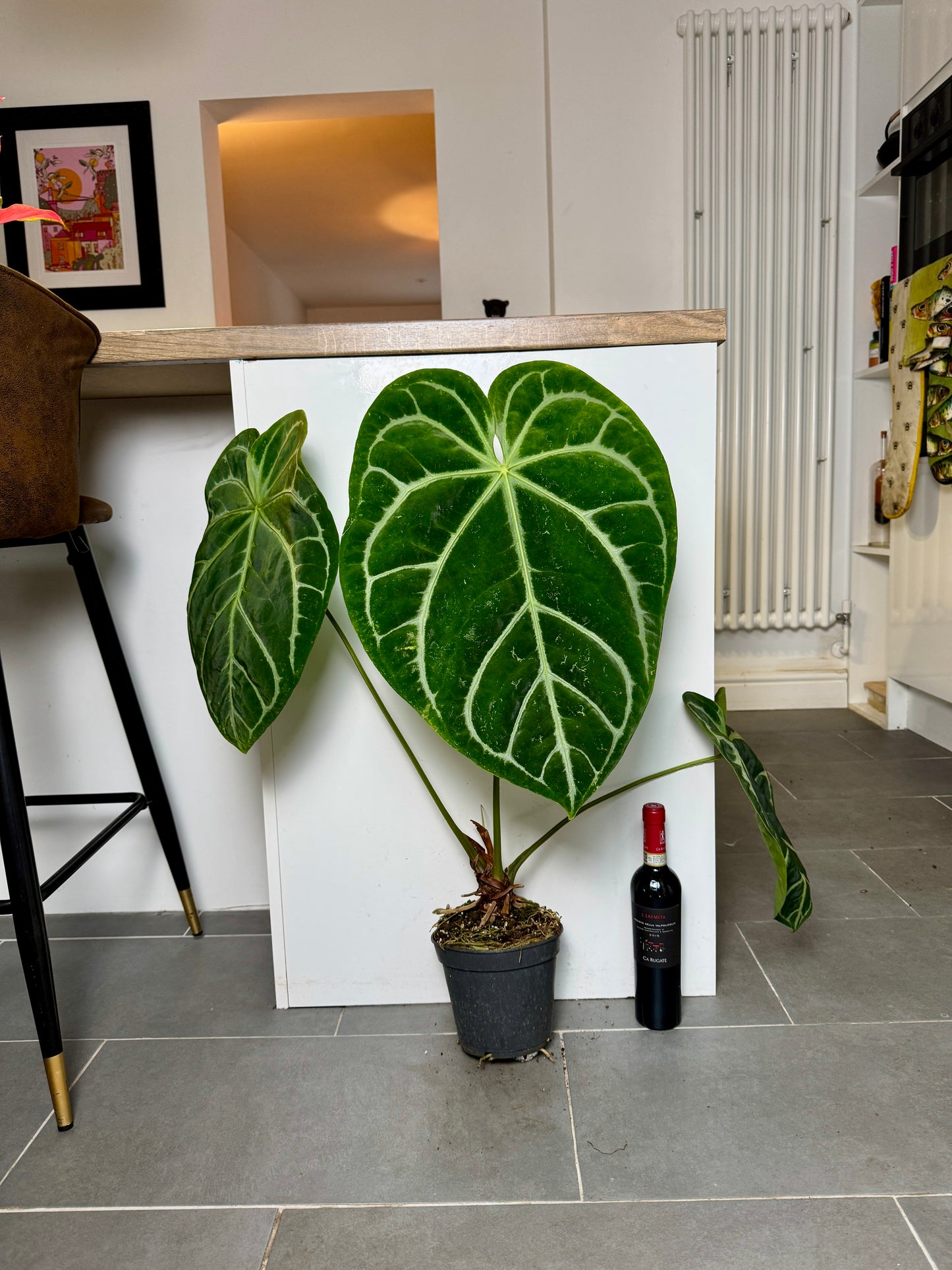 70cm Giant Anthurium Clarinervium