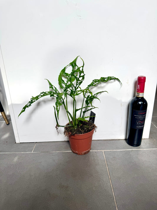 30cm Monstera Obliqua Peru