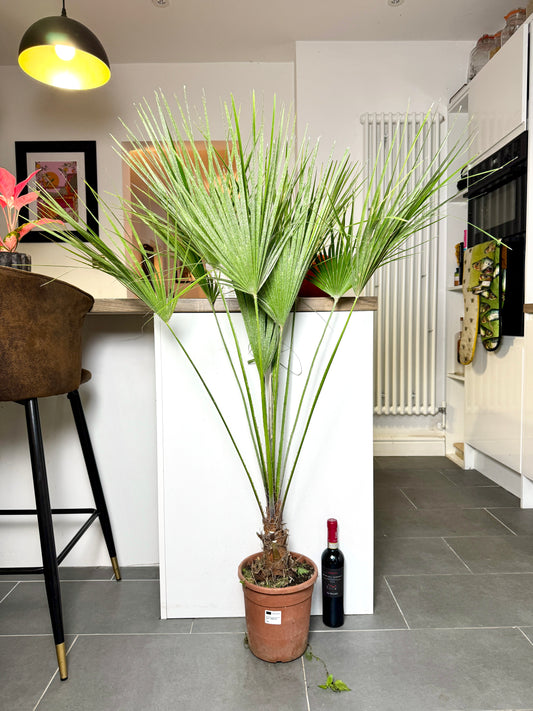 140cm Chamaerops Humilis (Dwarf Fan Palm)