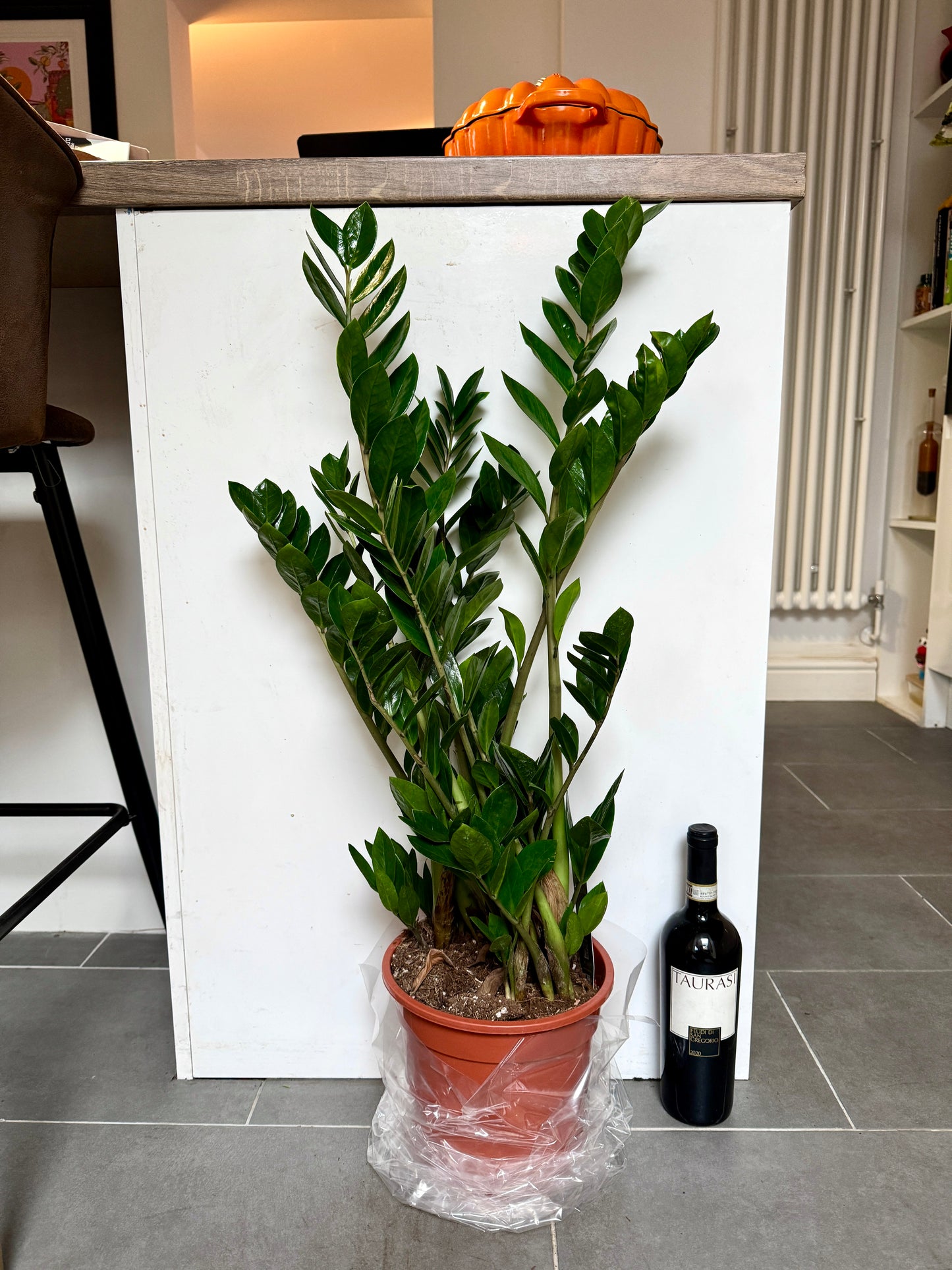 90cm ZZ Plant