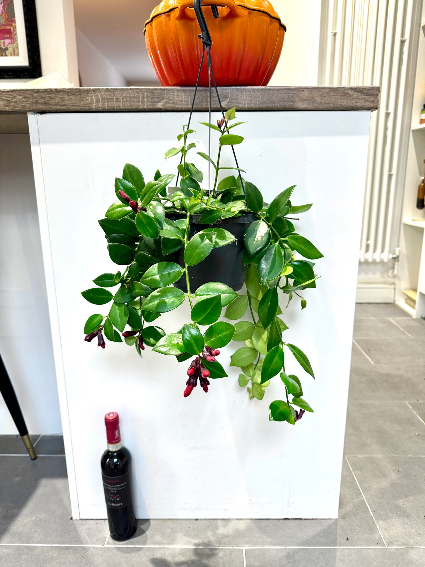 60cm Hanging Aeschynanthus Mona Lisa