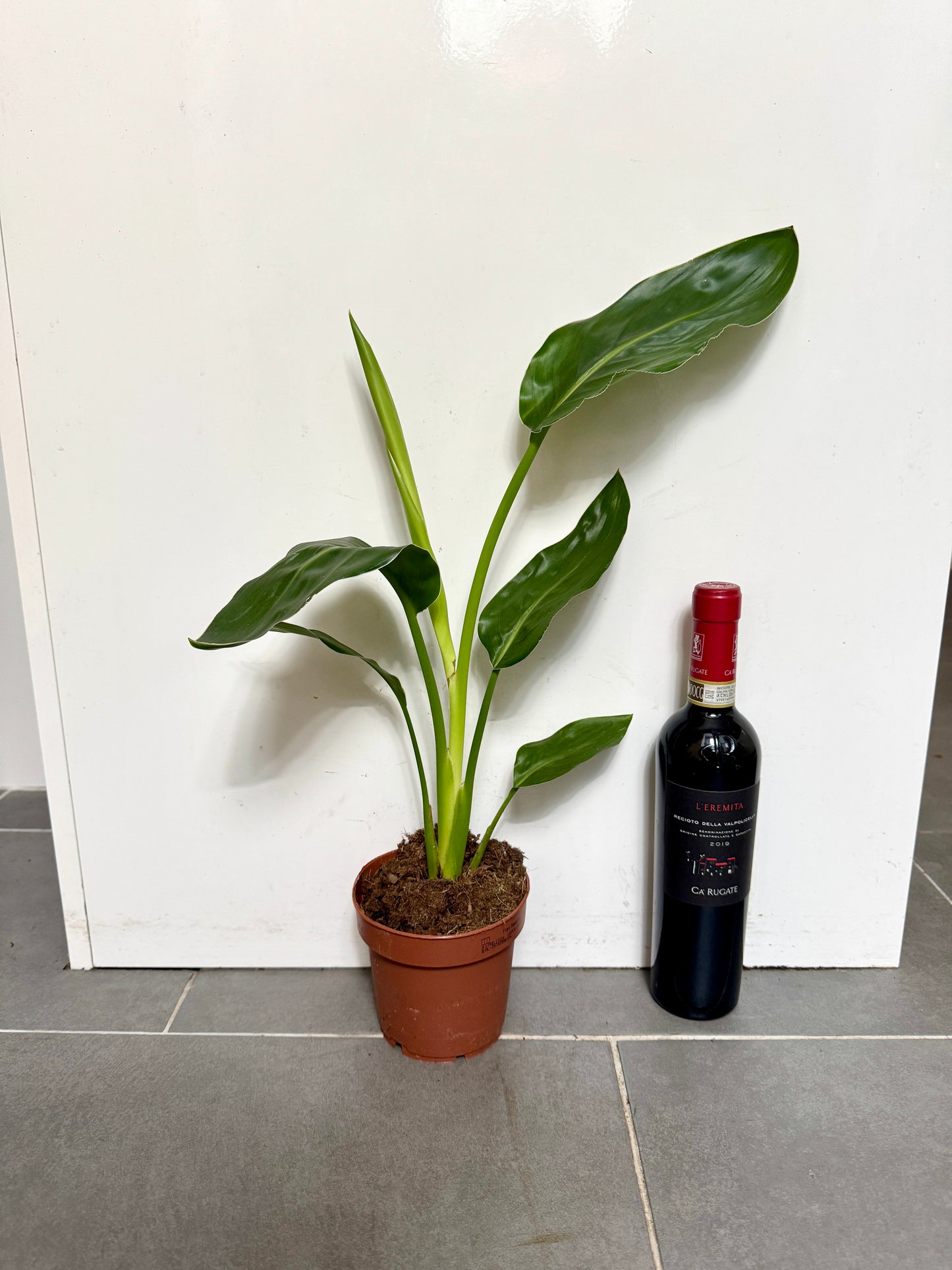 50cm Strelitzia Reginae (Orange Flowering Bird of Paradise)