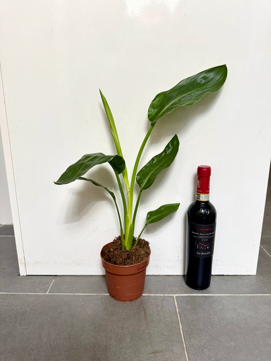 50cm Strelitzia Reginae (Orange Flowering Bird of Paradise)