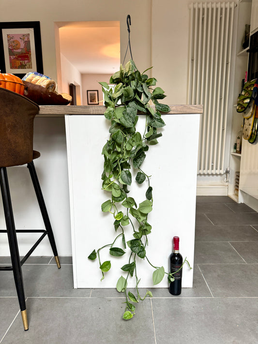 110cm XL Scindapsus Silver Ann (Satin Pothos)