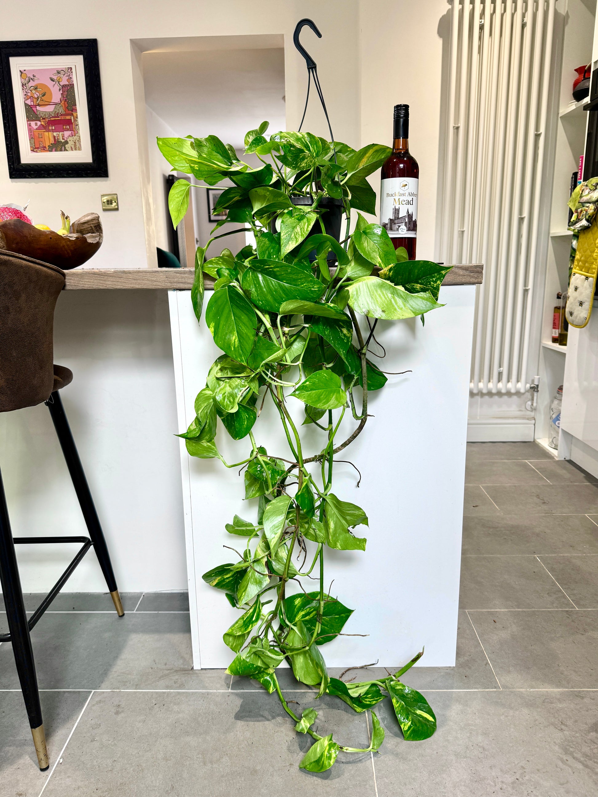 hanging devils ivy plant 150cm Hanging Devils Ivy – Bristol Plant Man