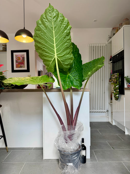 150cm Giant Alocasia Imperial Red
