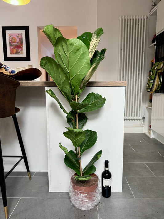 120cm Ficus Lyrata (Fiddle Leaf Fig)