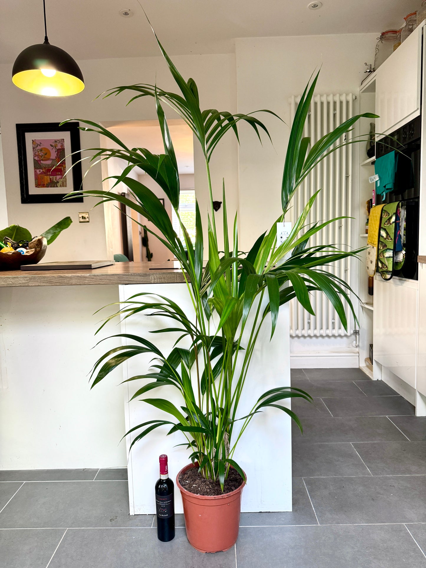 170cm Kentia Palm (Howea Forsteriana)