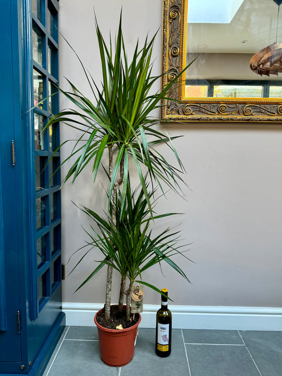 140cm Dracaena Dragon Tree