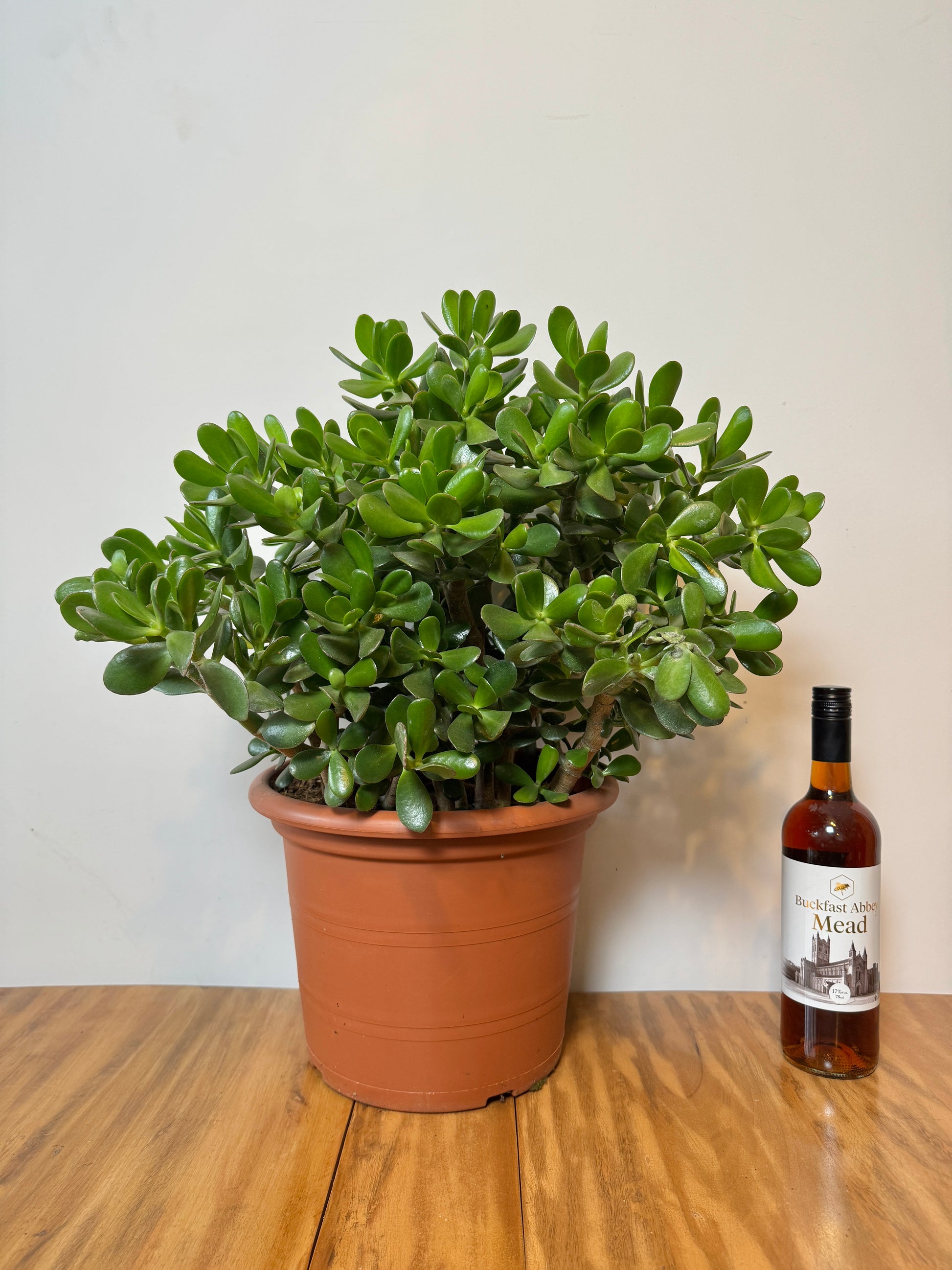 huge jade plant for sale 60cm Giant Crassula Ovata Minor (Jade Plant) – Bristol Plant Man