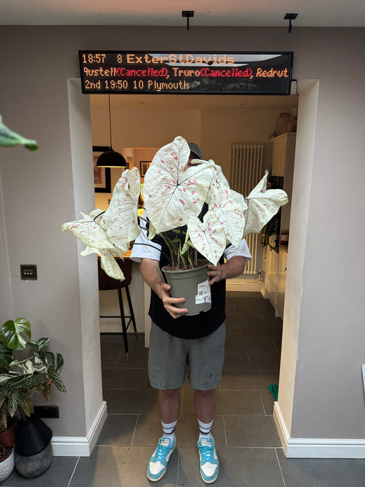 75cm Caladium Strawberry Star