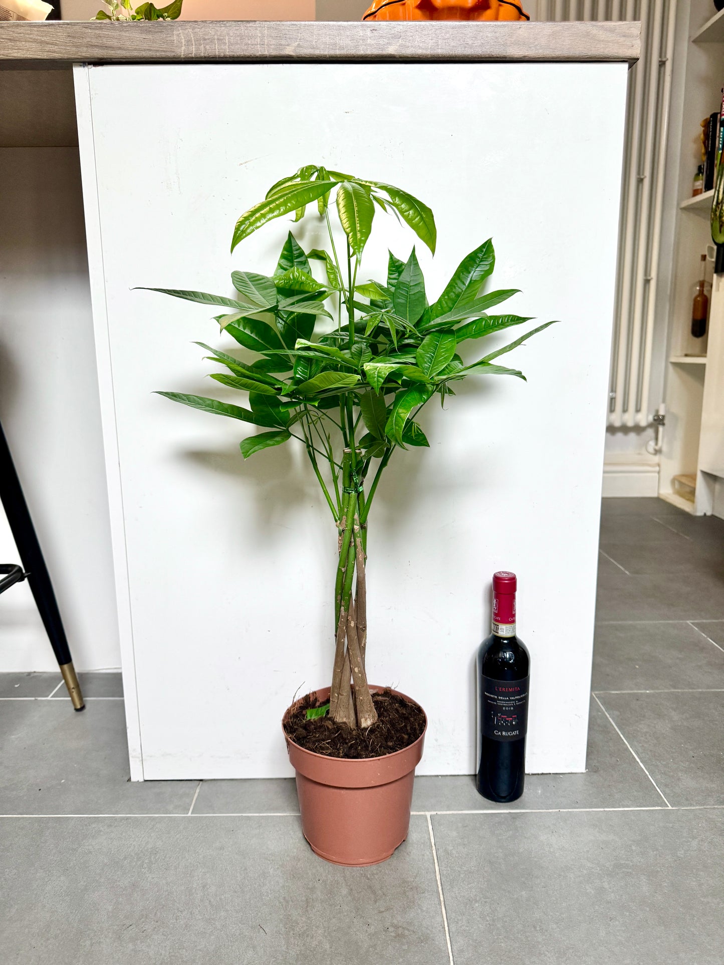 75cm Pachira Aquatica (Money Tree)
