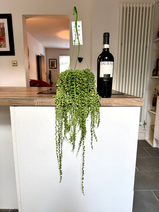50cm String of Pearls (Senecio Rowleyanus)