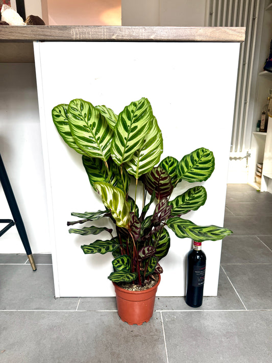 75cm Calathea Makoyana