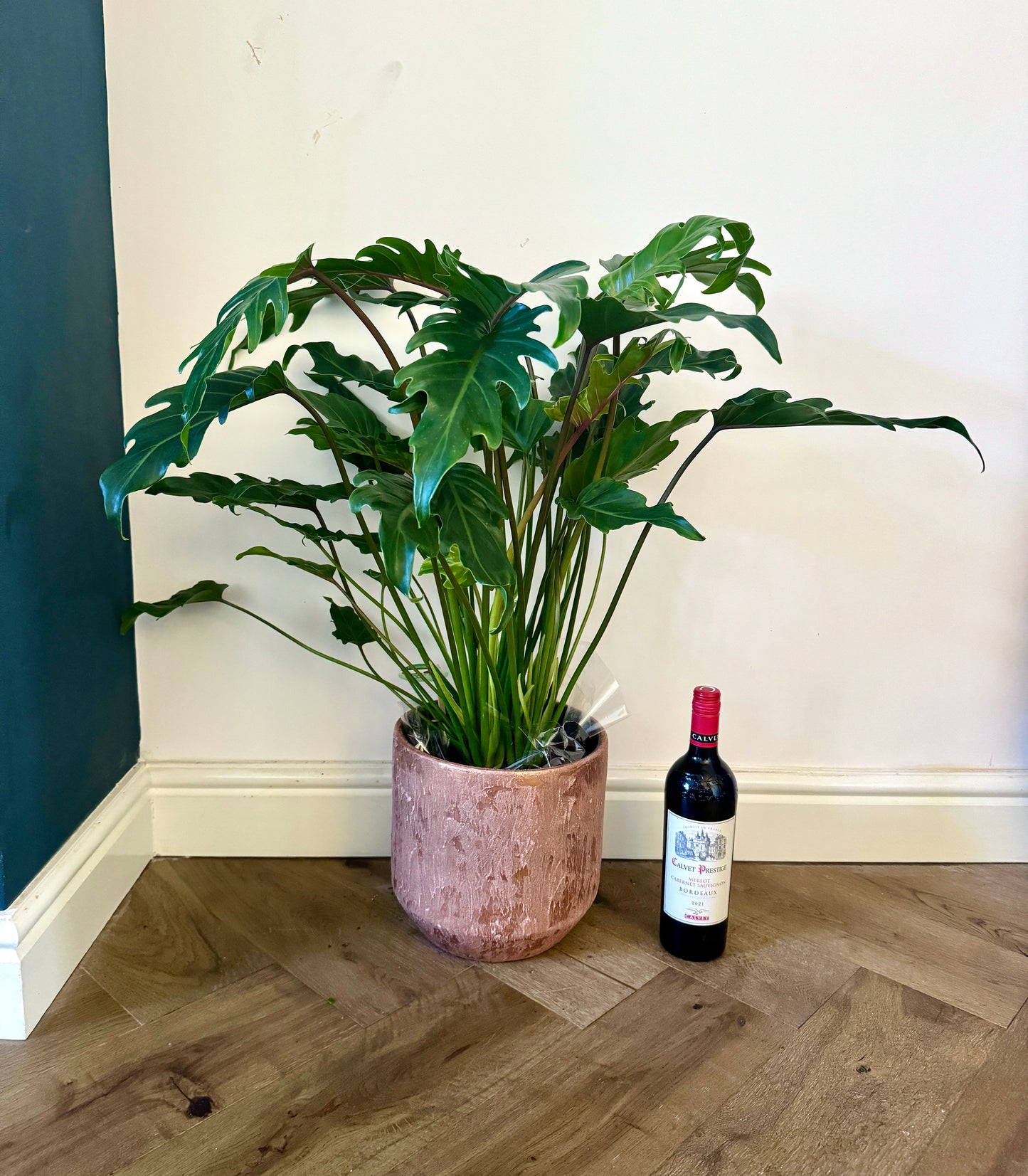 philodendron xanadu uk 75cm Philodendron Xanadu – Bristol Plant Man