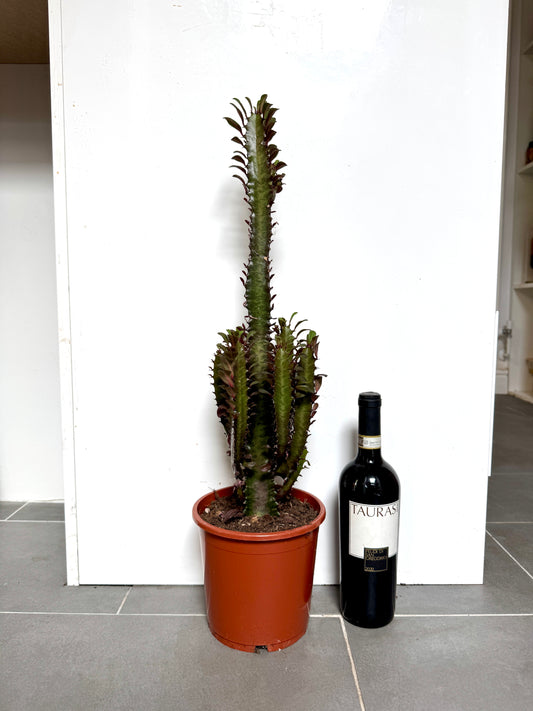 80cm Euphorbia Trigona Rubra Cactus