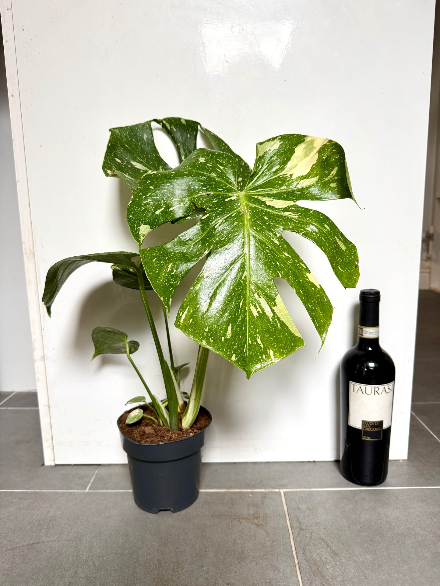 50cm Monstera Deliciosa Thai Constellation