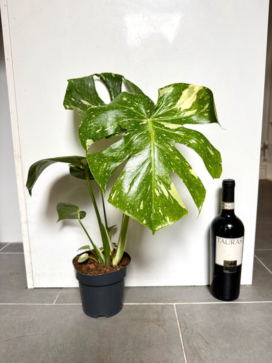 50cm Monstera Deliciosa Thai Constellation