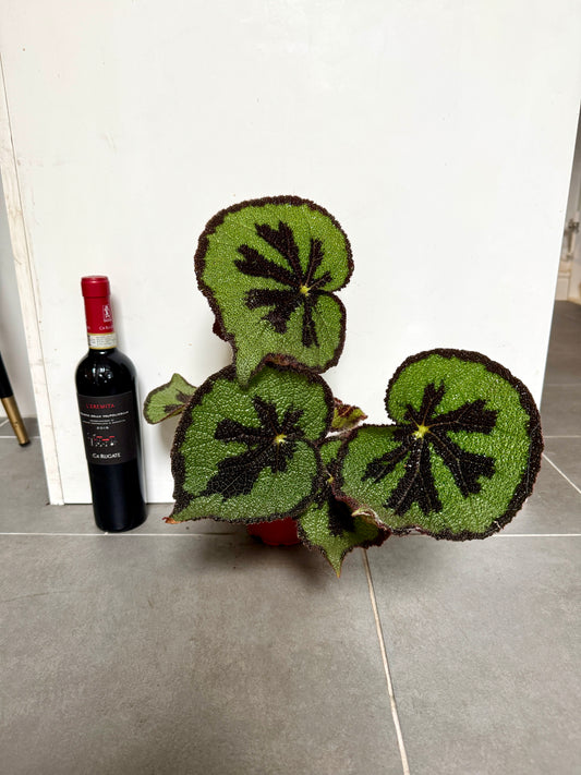 35cm Begonia Masoniana