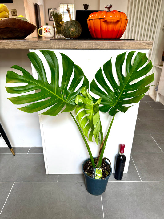 90cm Large Form Monstera Deliciosa (Swiss Cheese Plant)