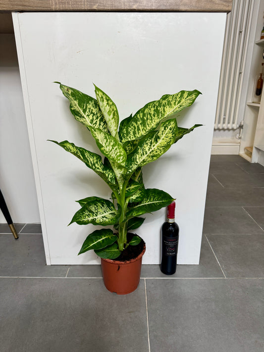 70cm Dieffenbachia Mars