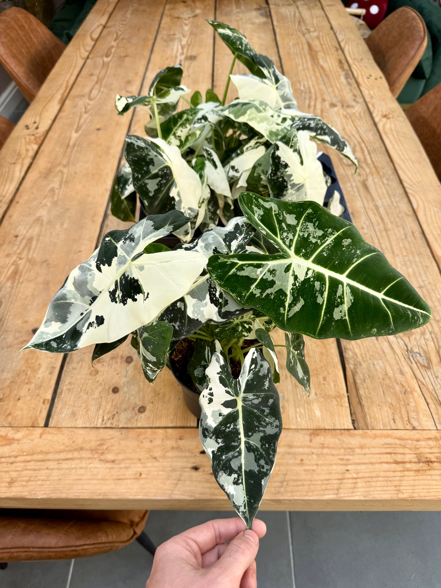 40cm Variegated Alocasia Frydek