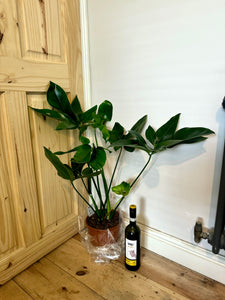 85cm Philodendron Fun Bu