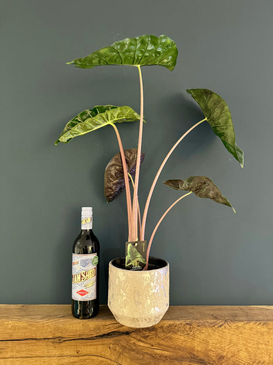 Alocasia Pink Dragon in Ceramic Pot