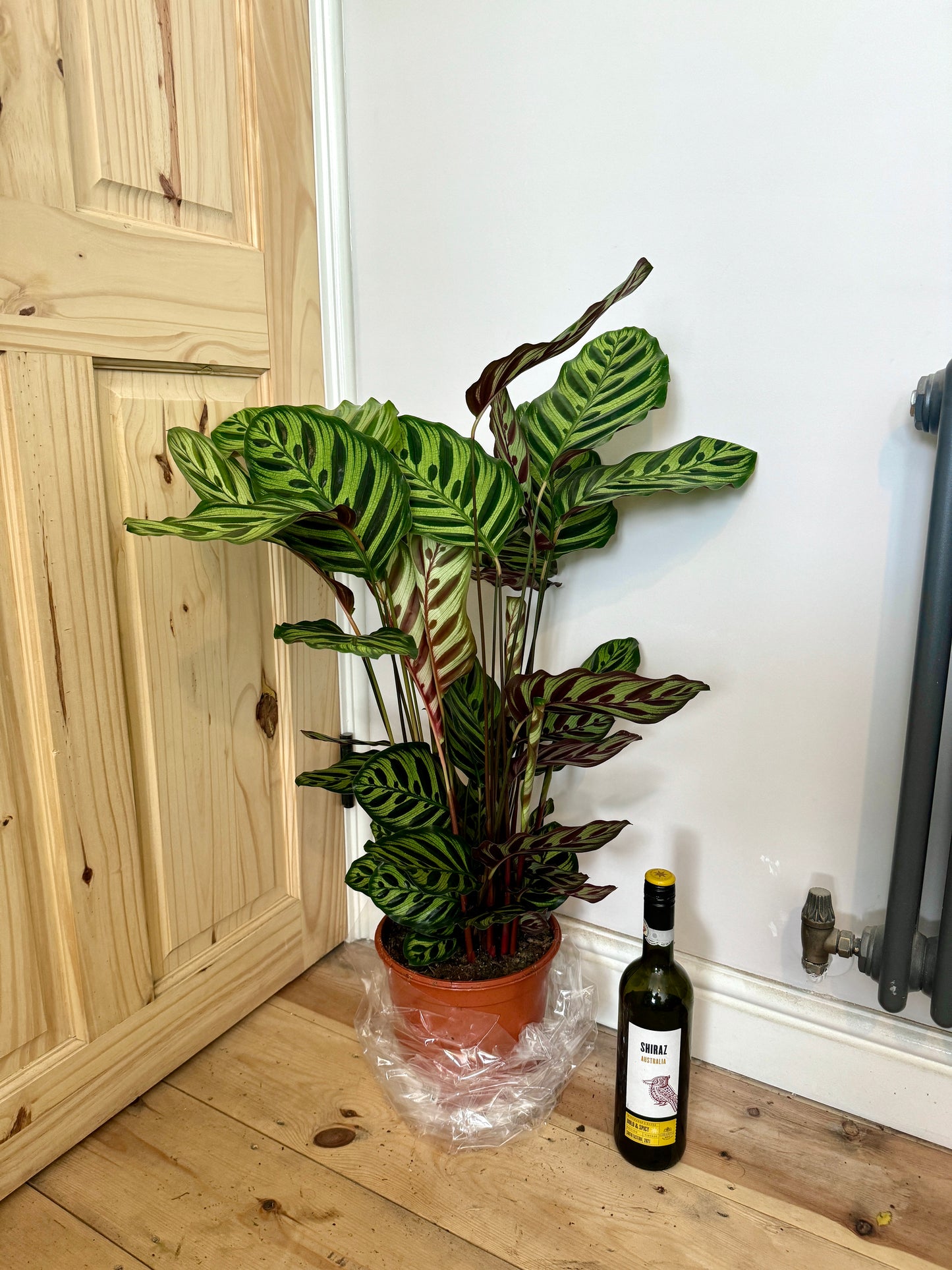 90cm Calathea Makoyana