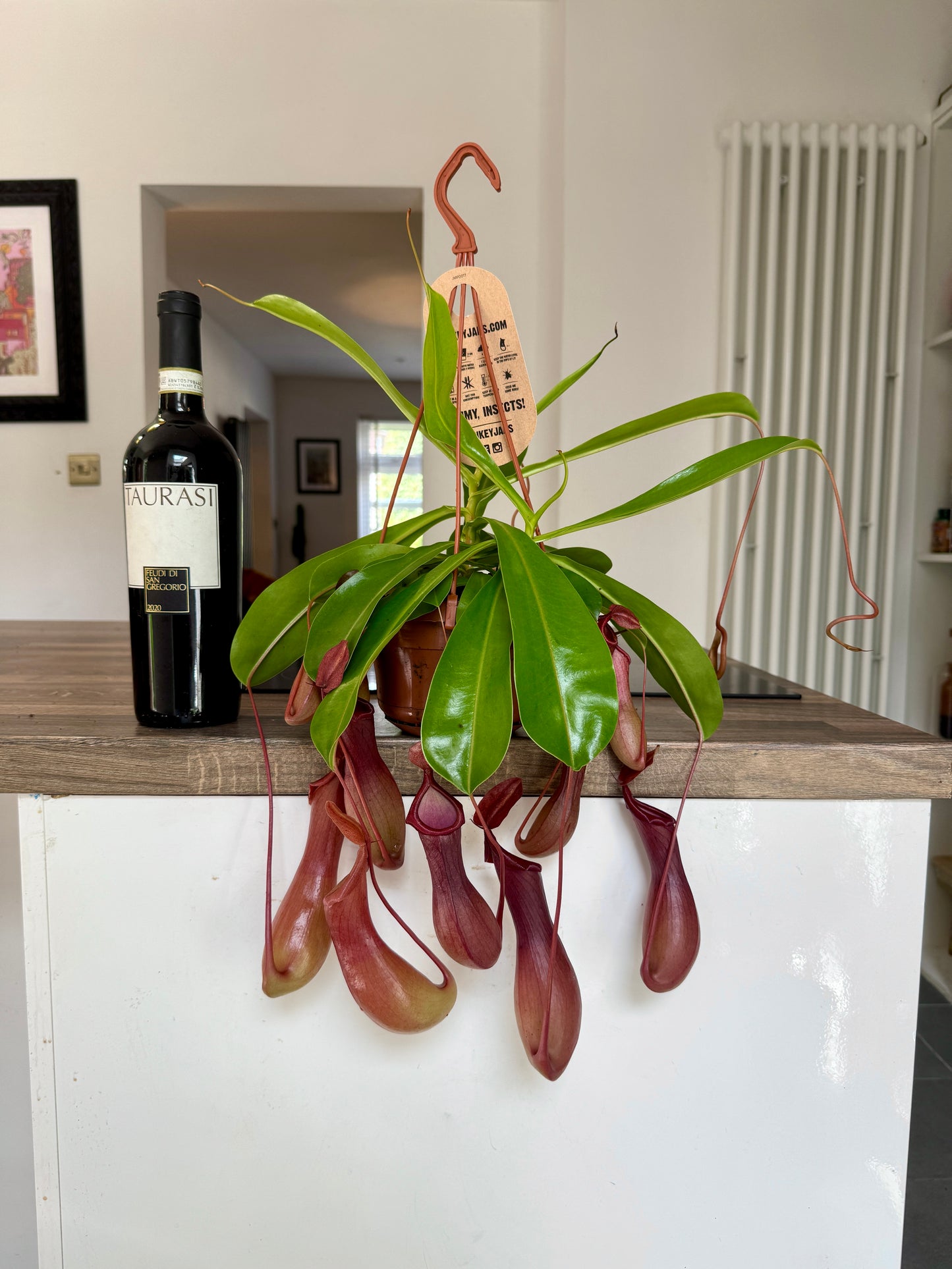30cm Carnivorous Pitcher Plant / Monkey Jars (Nepenthes Alata)