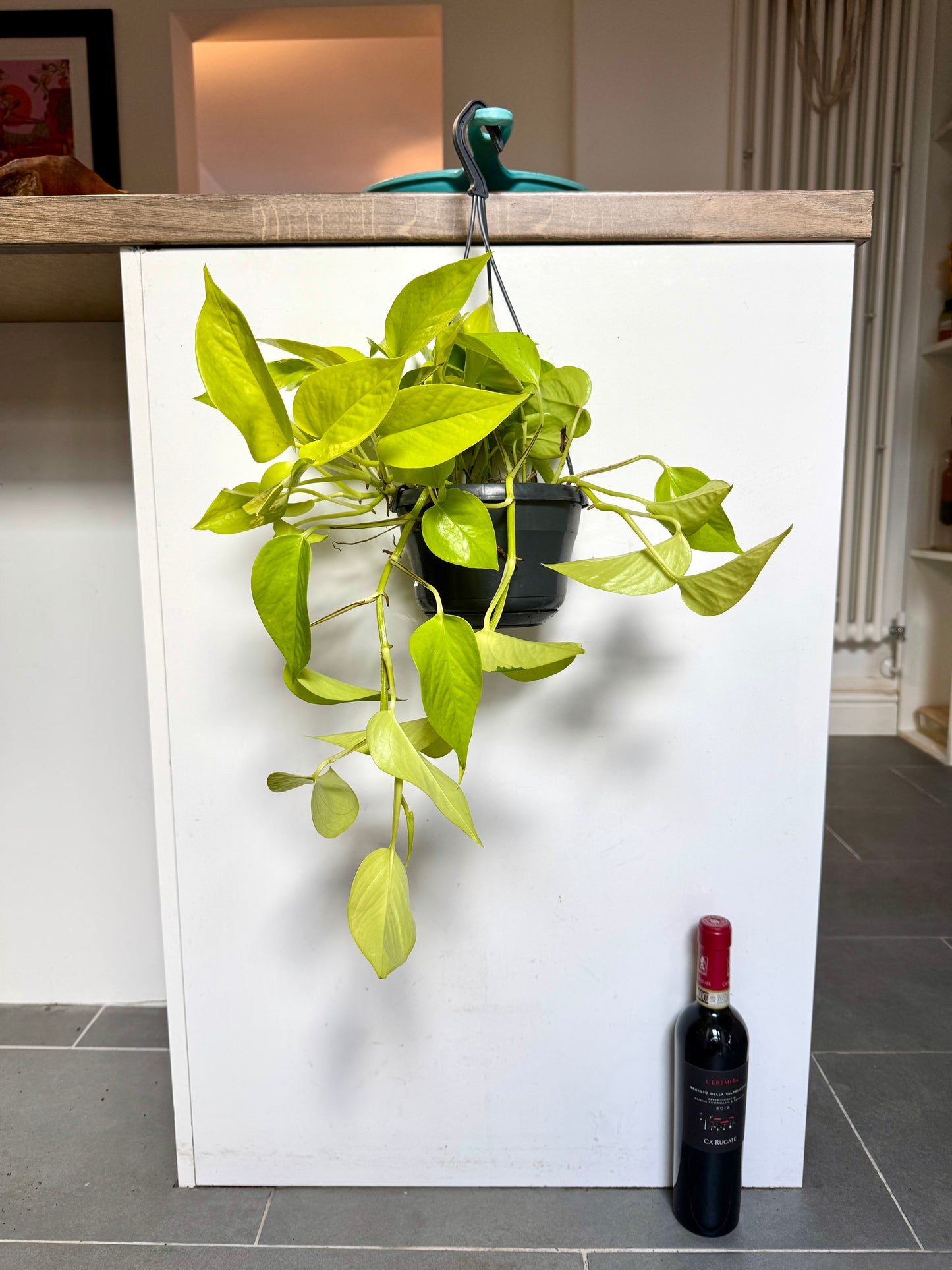 40cm Golden Neon Pothos Devils Ivy