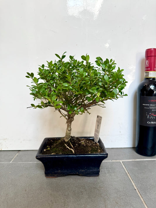 30cm Japanese Holly Bonsai Tree in Ceramic Dish