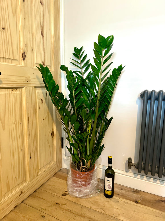 120cm ZZ house Plant - Zamioculcas Zamiifolia