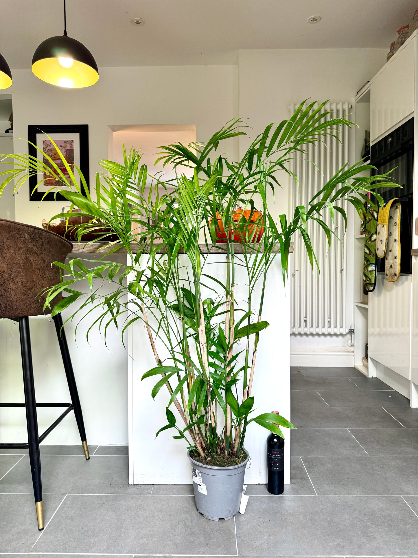 130cm Chamaedorea Seifrizii (Bamboo Palm)