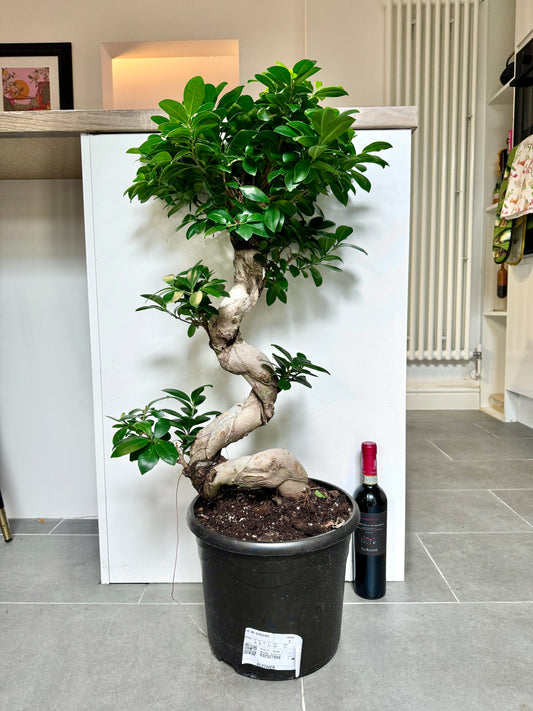 95cm Ficus Ginseng Bonsai