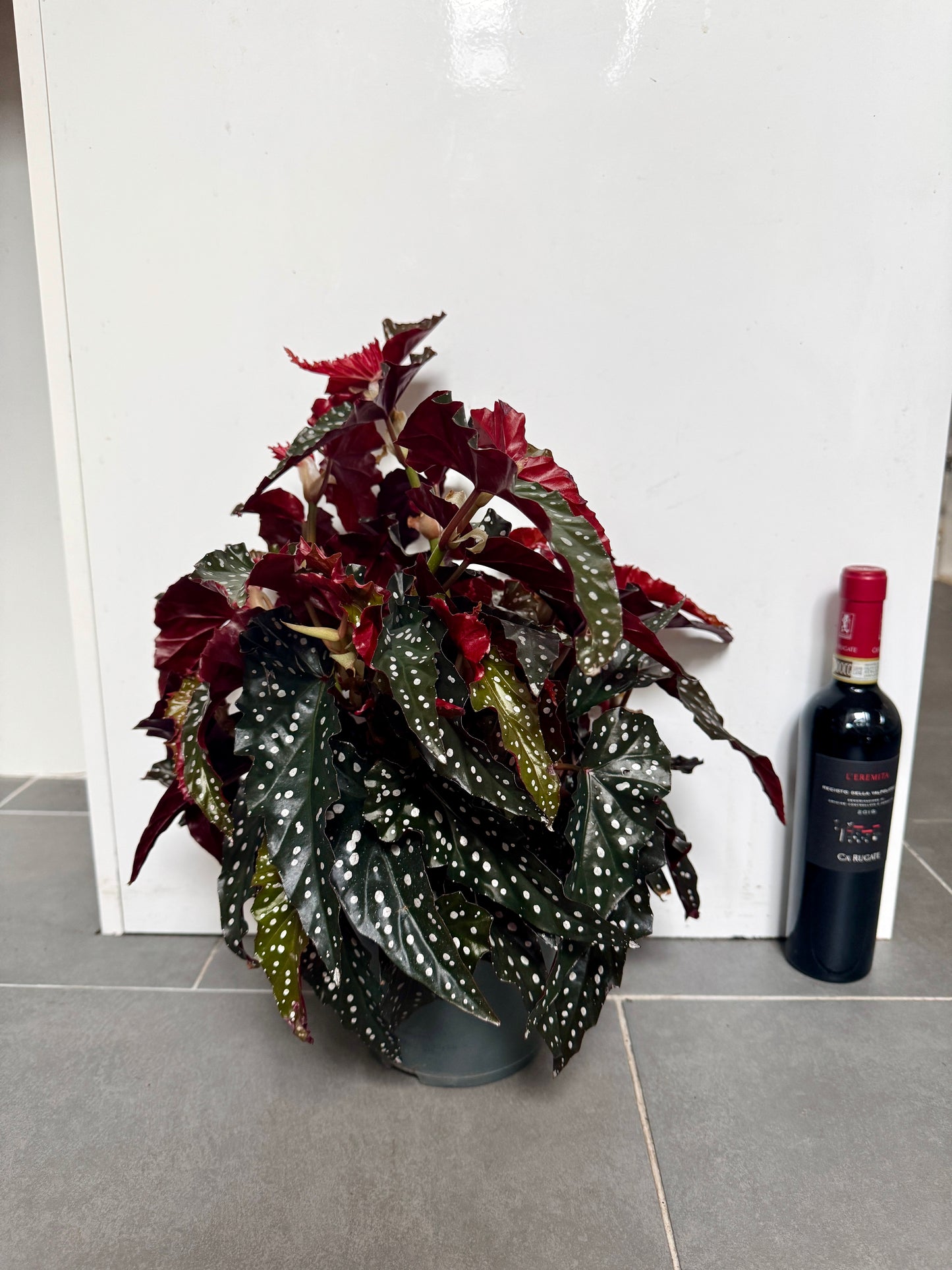 50cm Begonia Maculata Dark Form