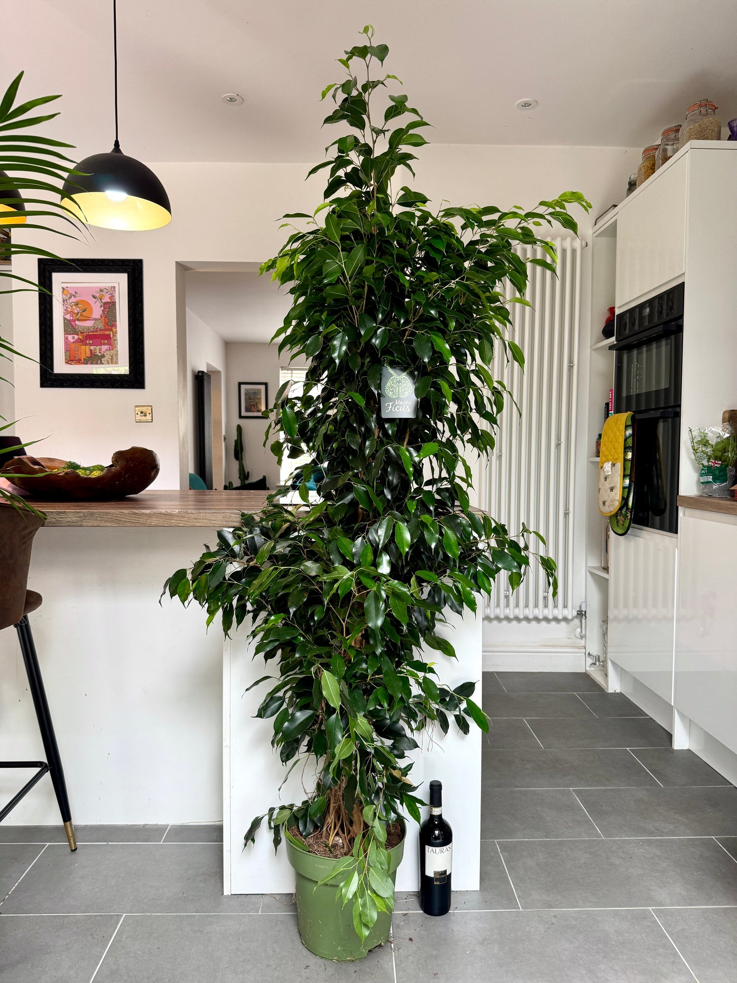 170cm Ficus Benjamina Danielle
