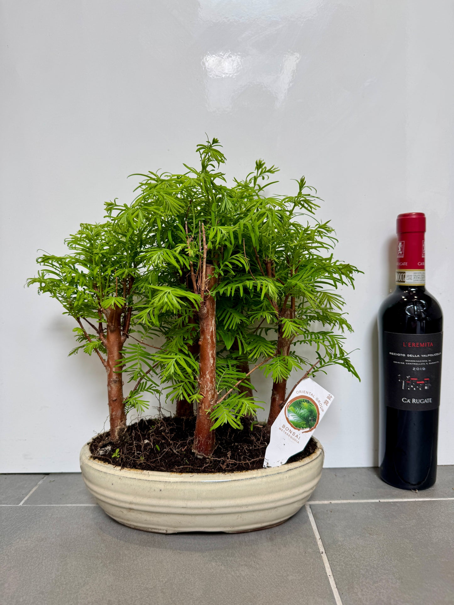 35cm Bonsai Metasequoia Forest