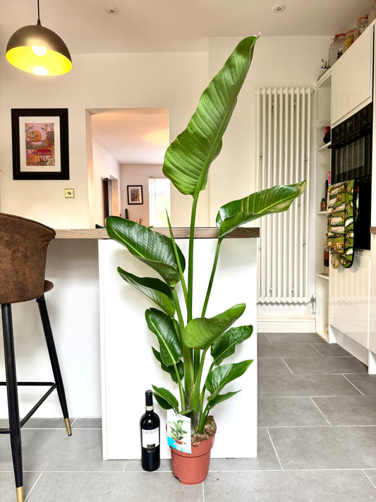 120cm Strelitzia Nicolai (Bird of Paradise)
