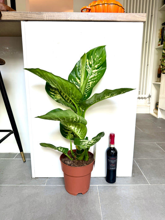 75cm Dieffenbachia Tropic Snow (Dumb Cane)