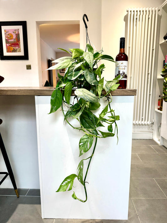 100cm Hanging Epipremnum Cebu Blue Devils Ivy