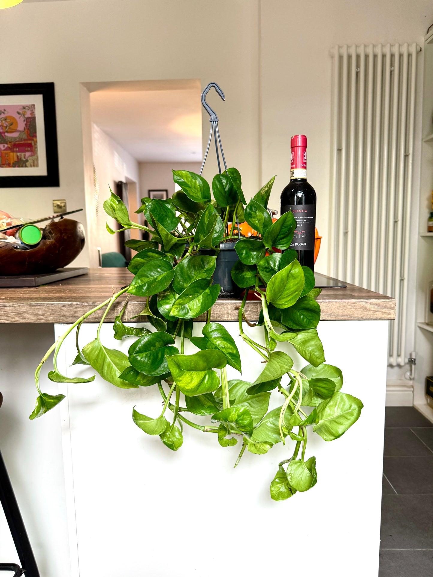 60cm Devils Ivy Global Green
