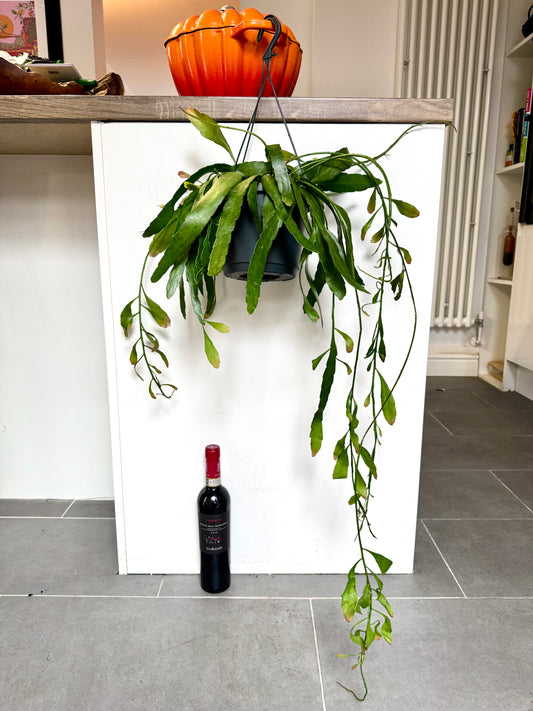 50cm Pseudorhipsalis Ramulosa