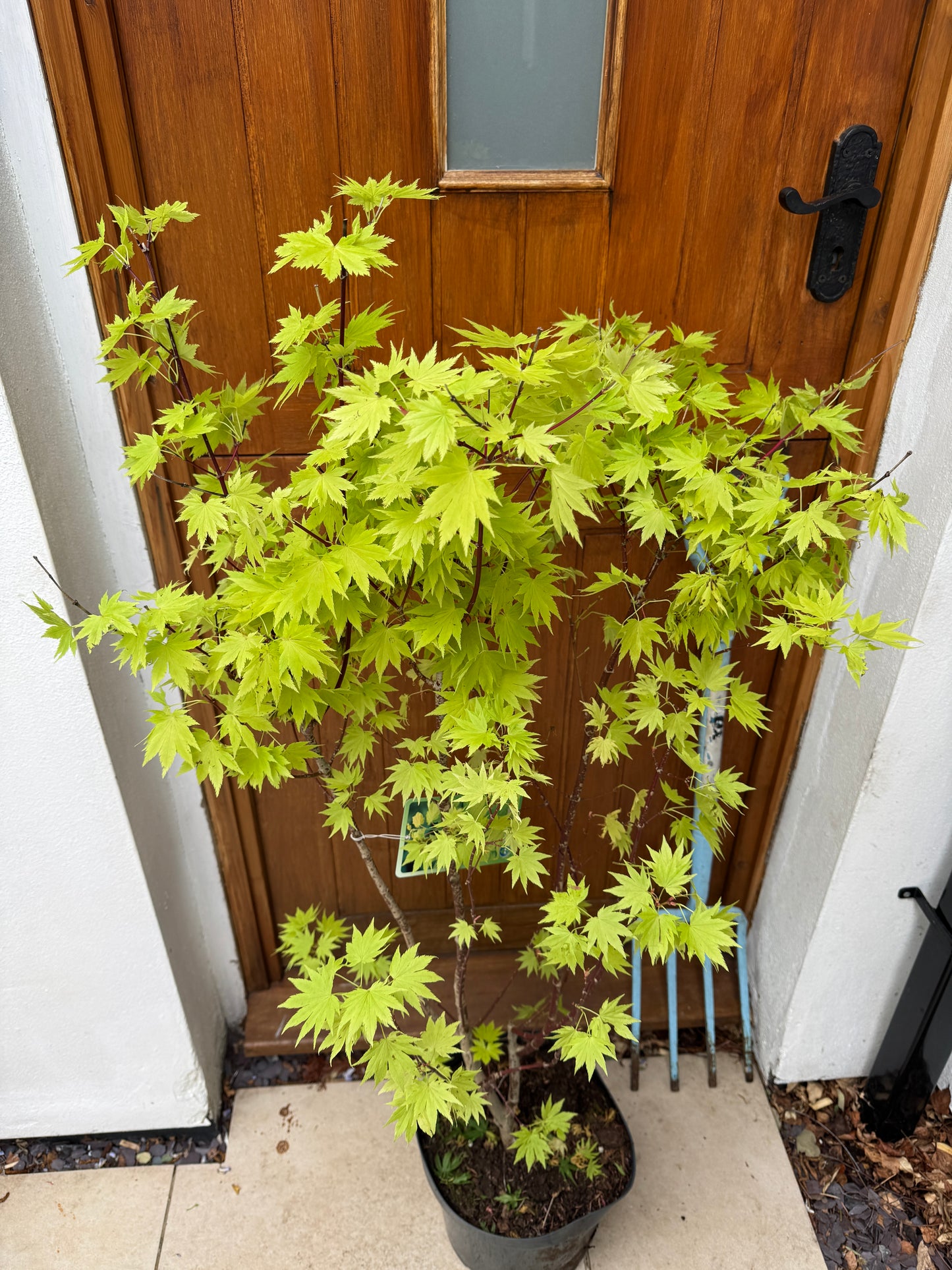 130cm Outdoor Acer Shirasawanum Jordan Tree