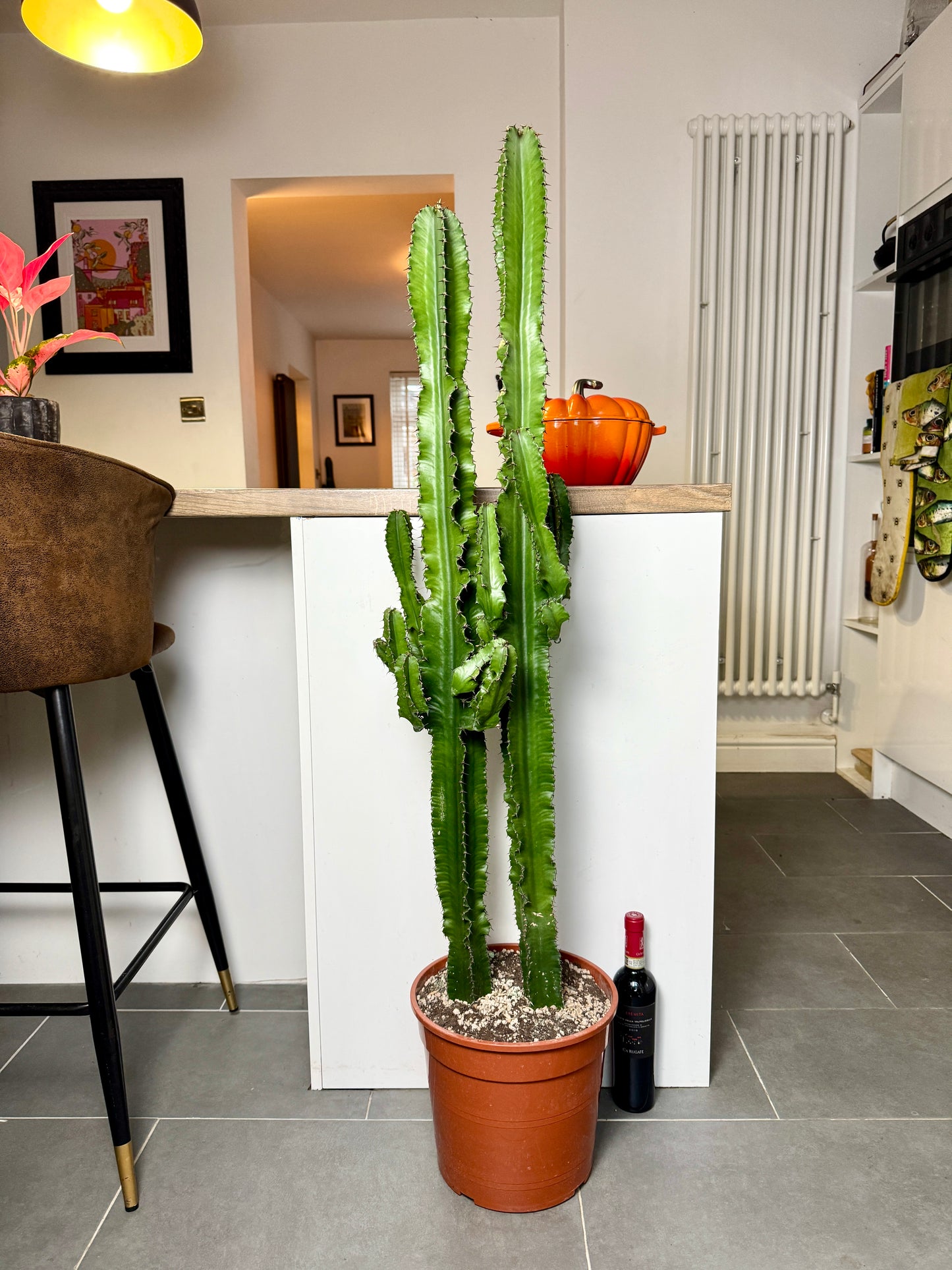 130cm Euphorbia Cactus