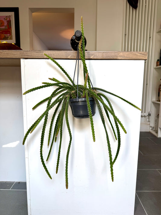75cm Aporocactus Flagelliformis