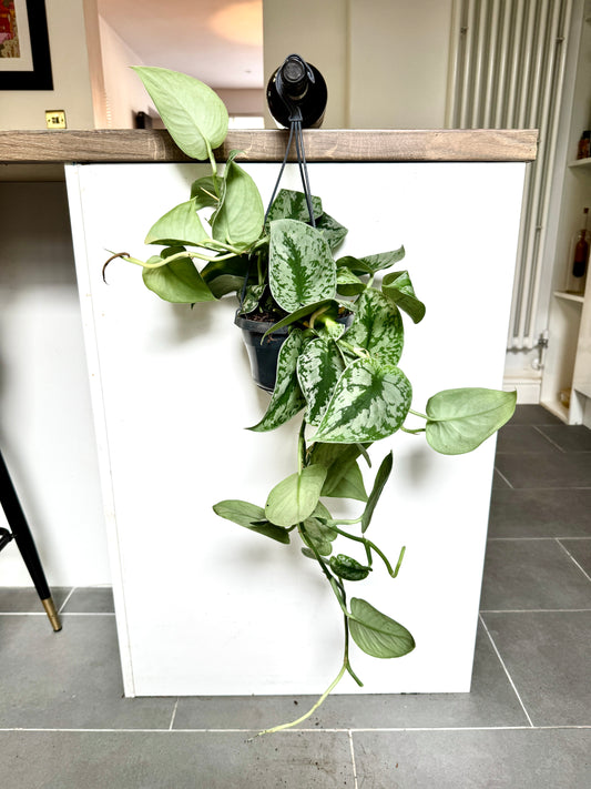 50cm Hanging Satin Pothos (Scindapsus pictus trebie)