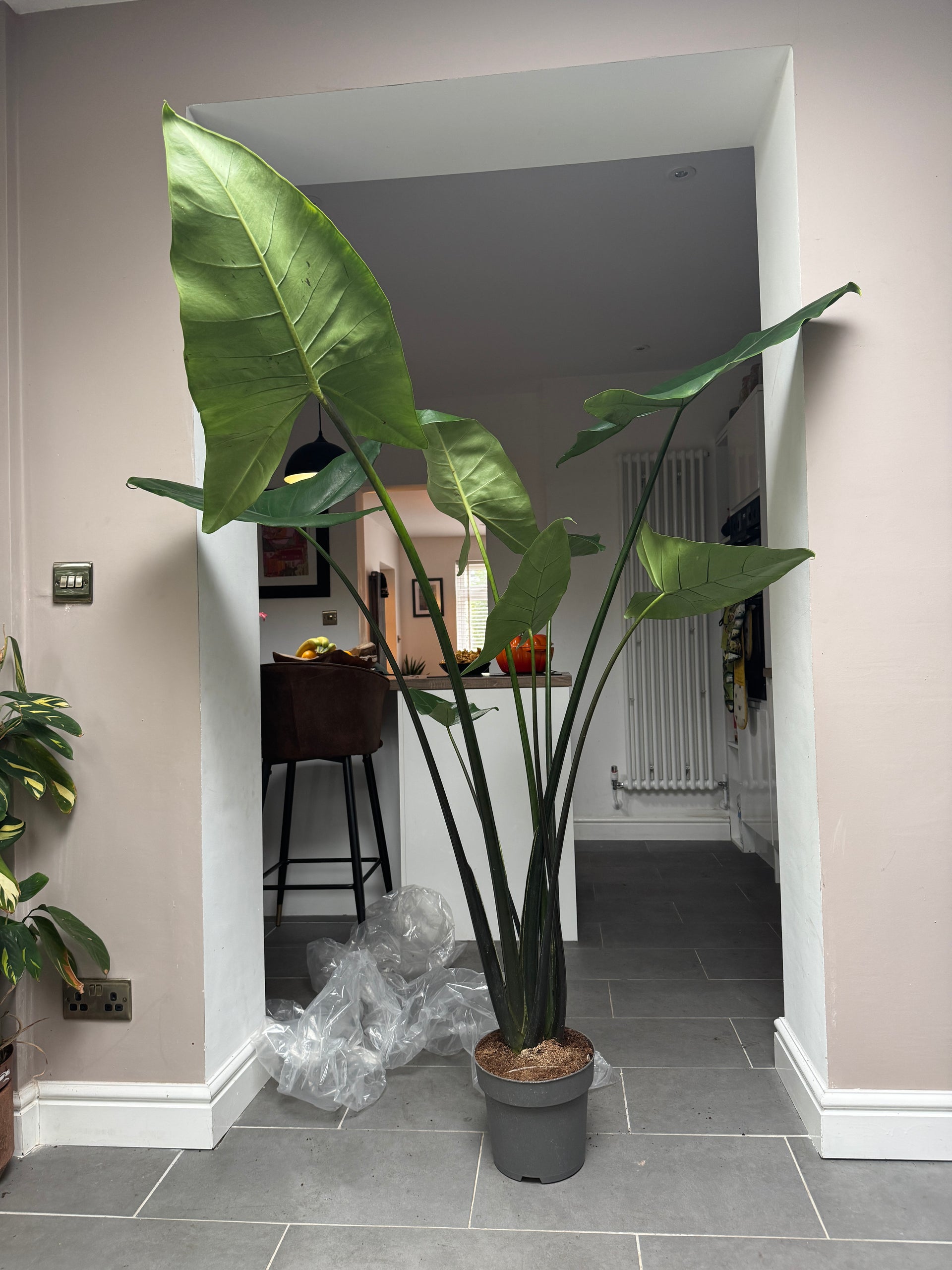 170cm Alocasia Black Zebrina – Bristol Plant Man